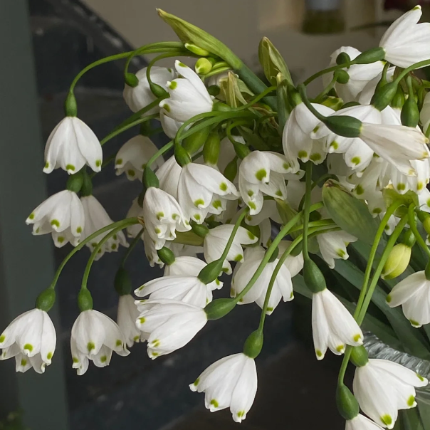 💐Snowflake（Leucojum）Seeds