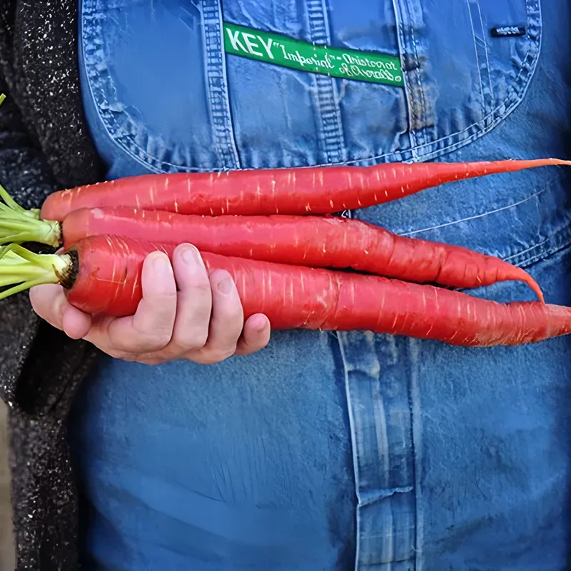 Graines de carottes rouges