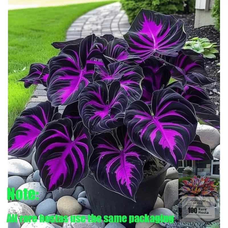 🌿 Rainbow Rare Hosta Flower Seeds