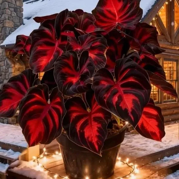 🔥Glow-in-the-Dark Garden Magic: Rare Black Red Flame Hostas Seeds