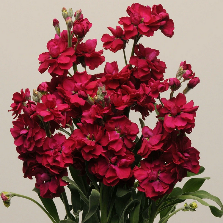 Double-flowered Violet Seeds🌺