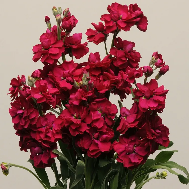 Double-flowered Violet Seeds🌺