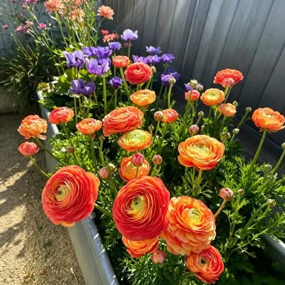 🌸An elegant sprite in the garden | Ranunculus | One bulb can fill an entire pot