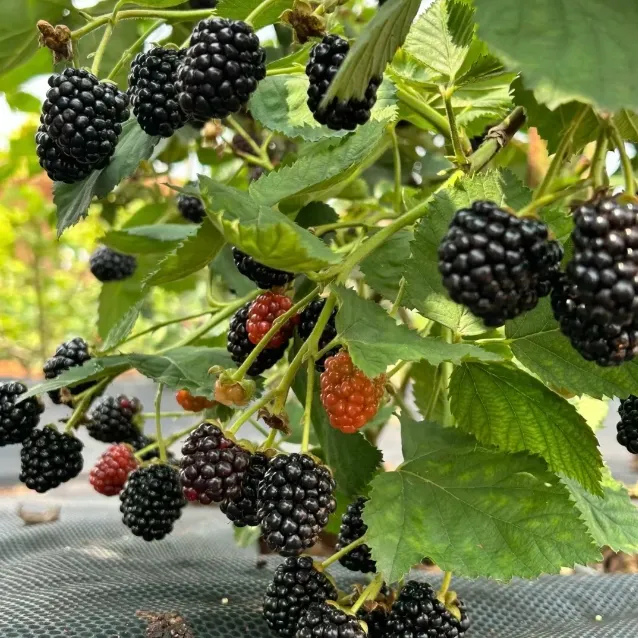 🍓Black Raspberry Organic Natural Seeds