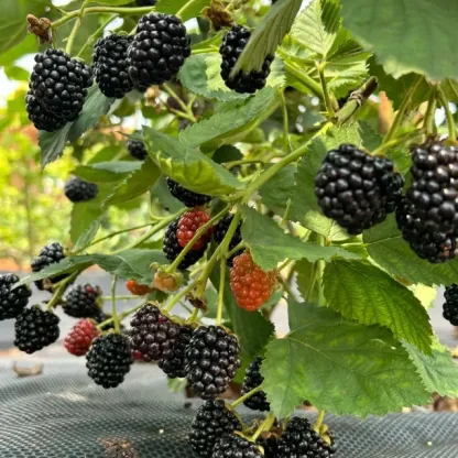 🍓Black Raspberry Organic Natural Seeds