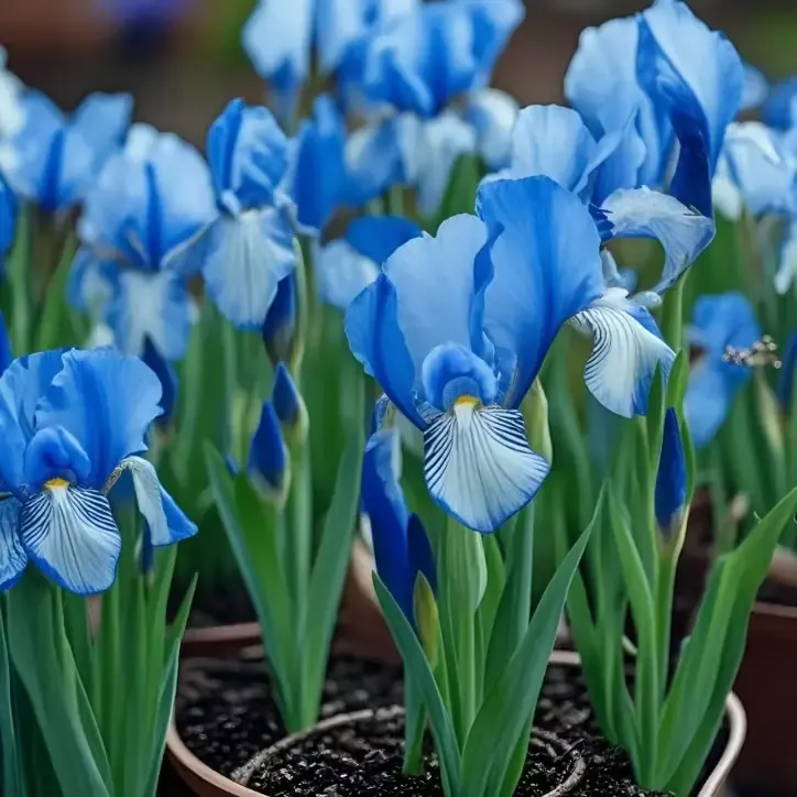 💐Pacific Coast Iris (Iris 'Big Waves')—Rare and Beautiful