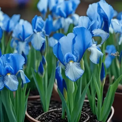 💐Pacific Coast Iris (Iris 'Big Waves')—Rare and Beautiful