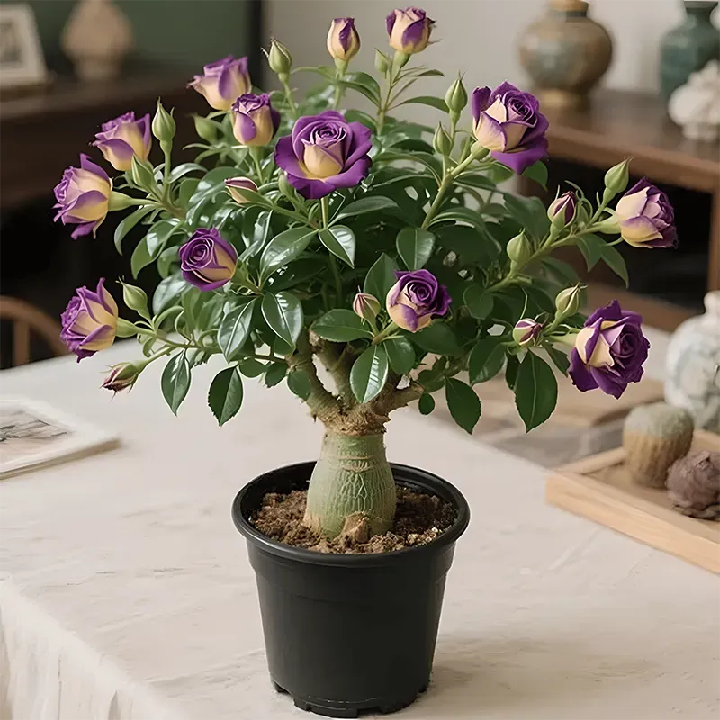 🌵🌺Rainbow Desert Rose Seeds