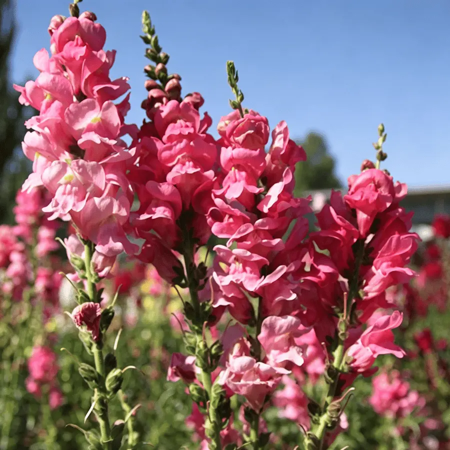 Royal Garden Snapdragon Seeds – Gardeners’ Choice for Tall, Colorful Cut-Flower Blooms 🌸