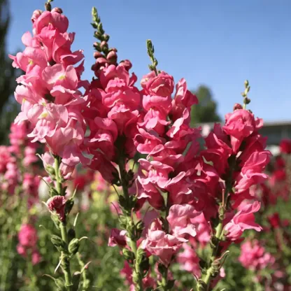 Royal Garden Snapdragon Seeds – Gardeners’ Choice for Tall, Colorful Cut-Flower Blooms 🌸