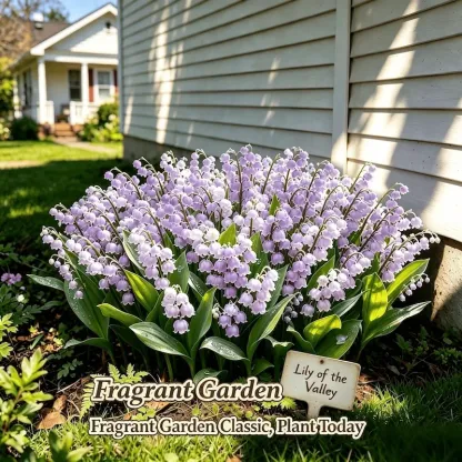 💐Lily of The Valley Perennial Flower Bulbs—Easy to Grow, Rich Scented，Perfect for Outdoor & Indoor