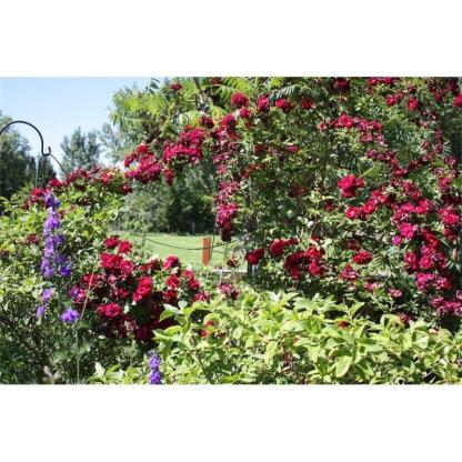100pcs/Bag Climbing Rose Seeds