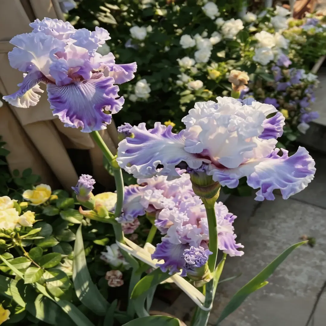 ⚜️Rare Heirloom Iris Bulbs- Beautiful and Colorful Blooms for Your Garden