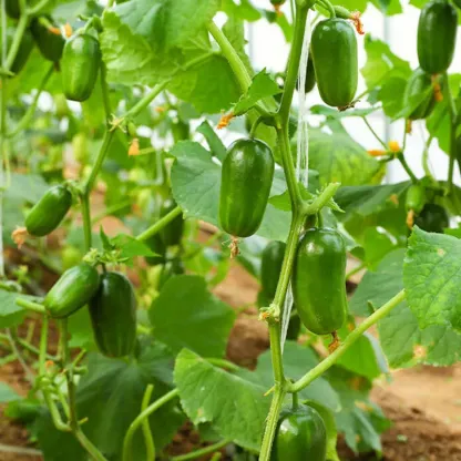 Golden Boy & Jade Girl Cucumber Seeds