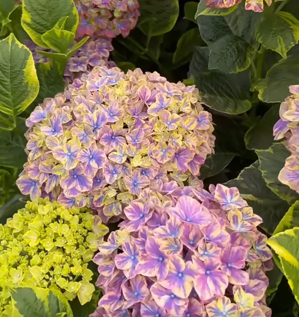 🌼Hydrangea Seed: Unlock Nature's Beauty