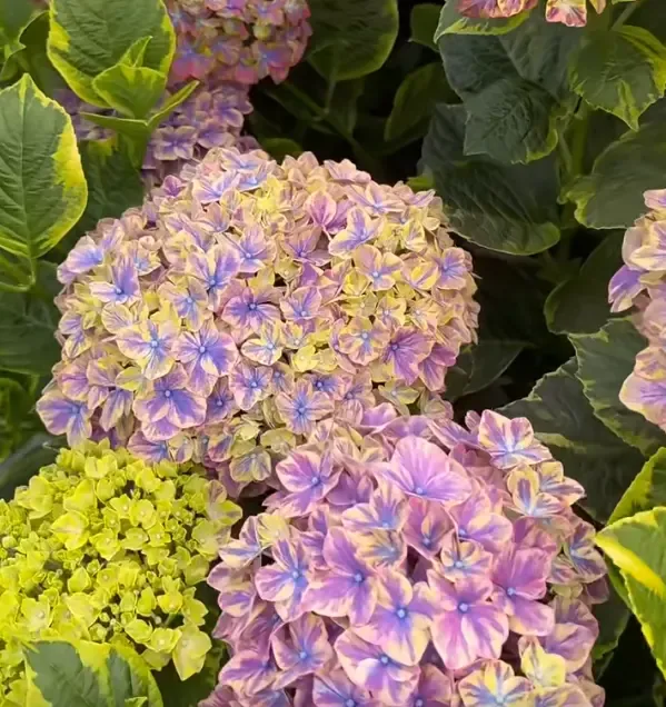 🌼Hydrangea Seed: Unlock Nature's Beauty