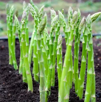 Planting Asparagus Seeds All Seasons