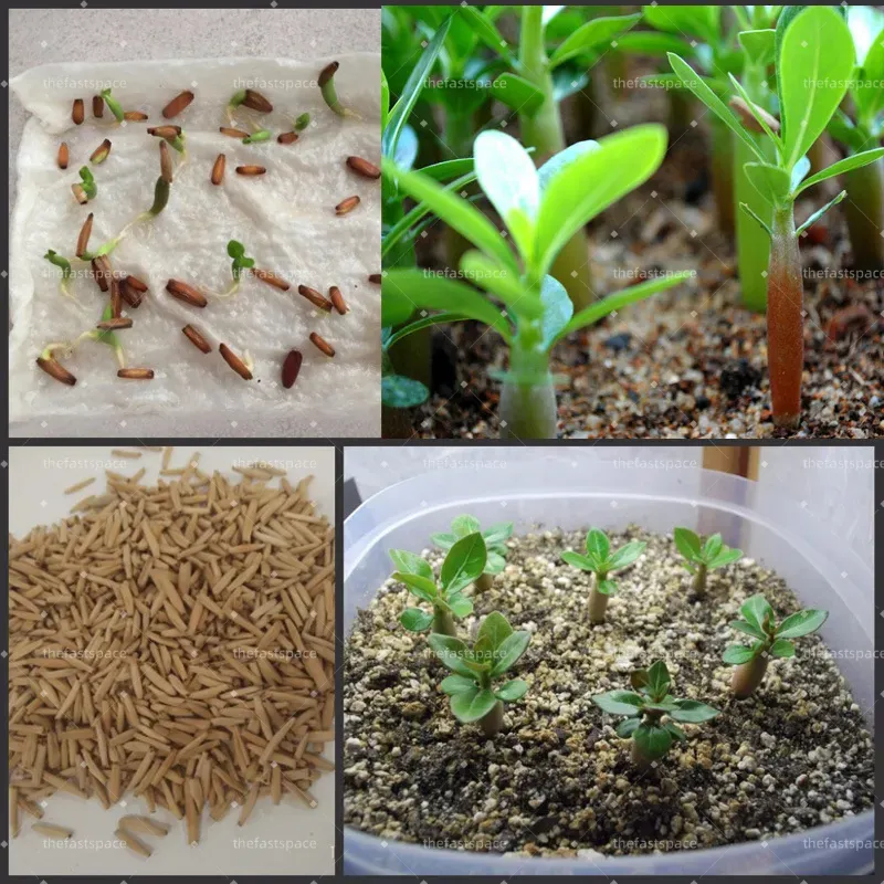 ✨Desert Rose Seeds🌹Heat Resistant✨