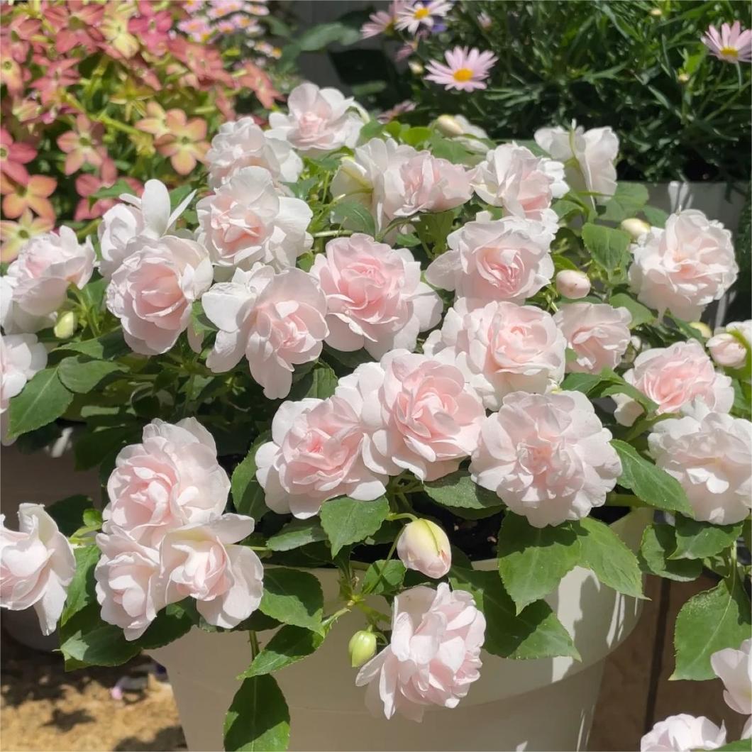 Double Impatiens Seeds–A Symphony of Petals in a Natural Garden