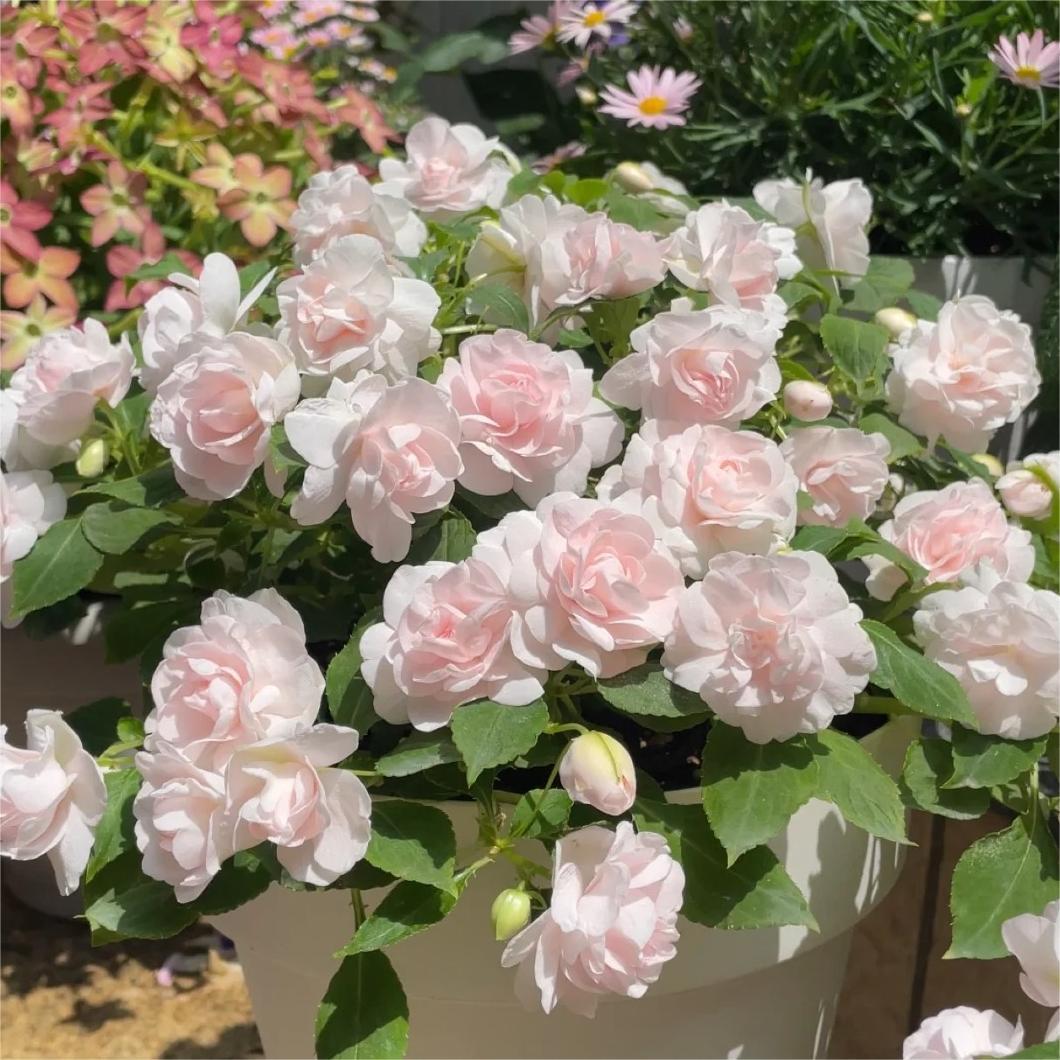 Double Impatiens Seeds–A Symphony of Petals in a Natural Garden