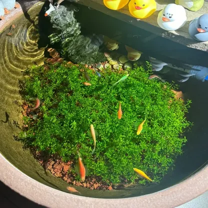 🌿Air Purifying Fish Tank Aquatic Plant Seeds