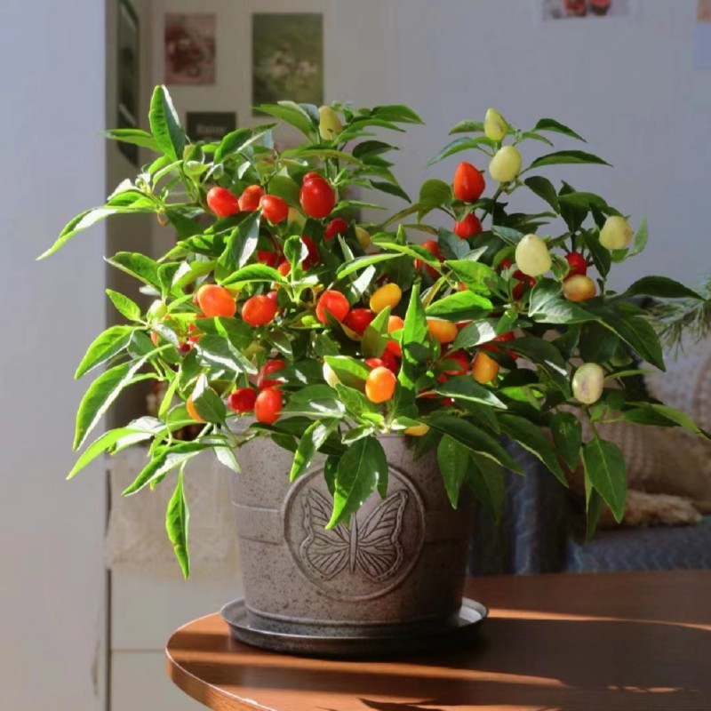 Chinese Five-Color Pepper Ornamental Pepper