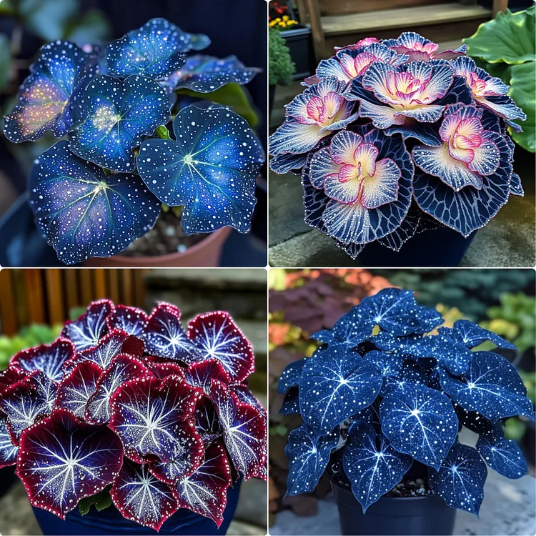 🌺Phantom Begonia 🌺