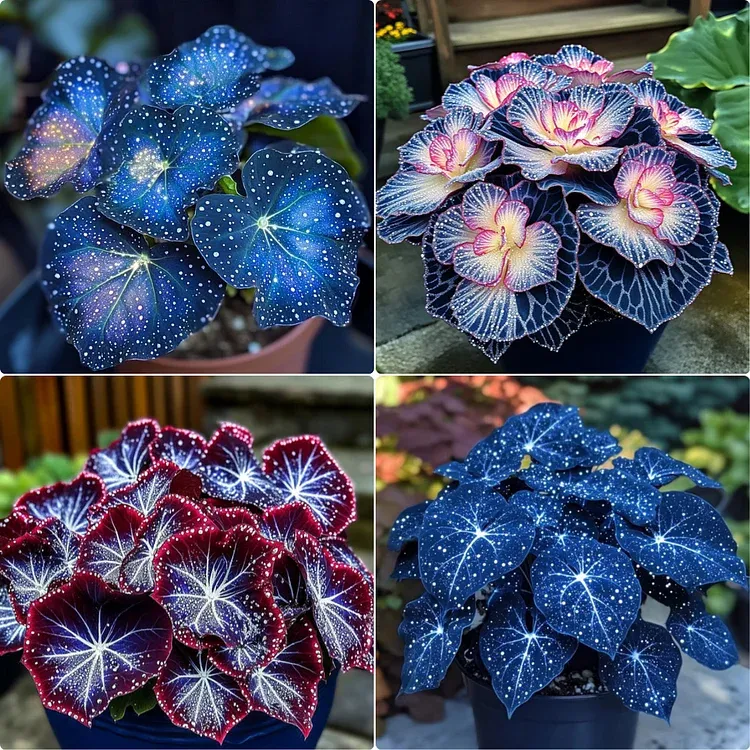 🌺Phantom Begonia 🌺