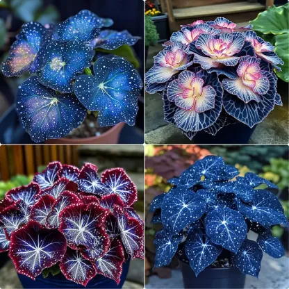 🌺Phantom Begonia 🌺