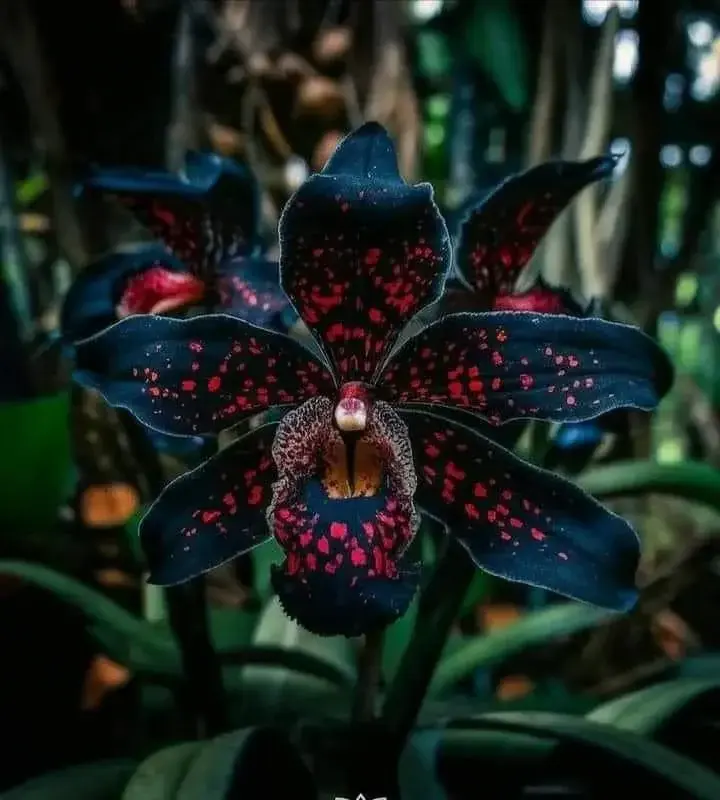 🔥【Limited Time Sale】🌺Iris Bulbs - Rare Species(#20)