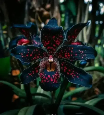 🔥【Limited Time Sale】🌺Iris Bulbs - Rare Species(#20)