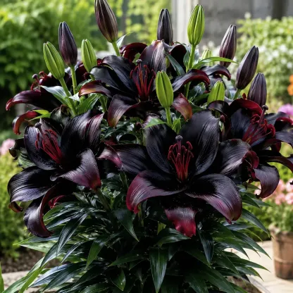 Black Magic Lily🌺Perfume Lily Bulbs—Fresh and Sweet