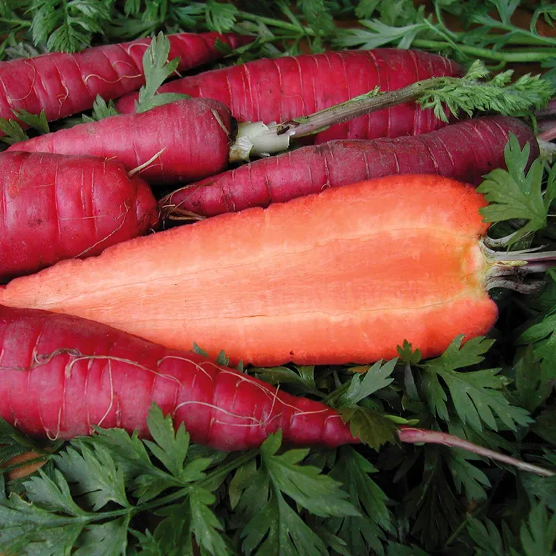 PURPLE DRAGON CARROT SEEDS