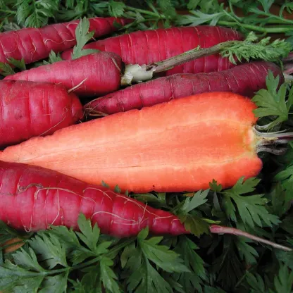 PURPLE DRAGON CARROT SEEDS