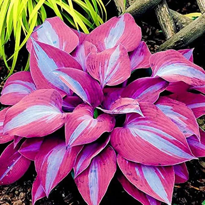 🍃Rare Multi-Colored Hostas Seeds