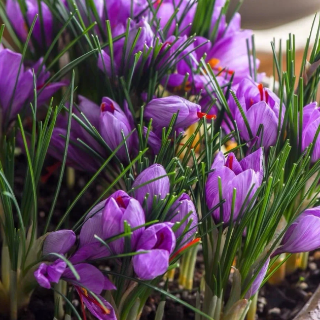 💐Saffron Bulbs-Gold Of Plants