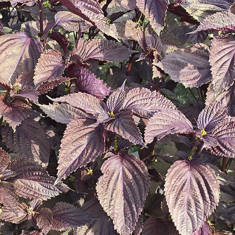 Double-Sided Perilla Seeds