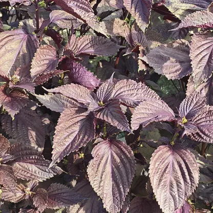 Double-Sided Perilla Seeds