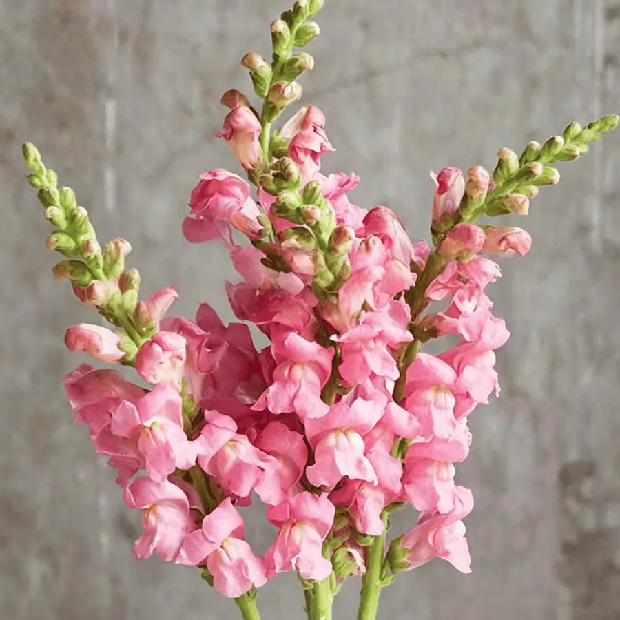 Royal Garden Snapdragon Seeds – Gardeners’ Choice for Tall, Colorful Cut-Flower Blooms 🌸