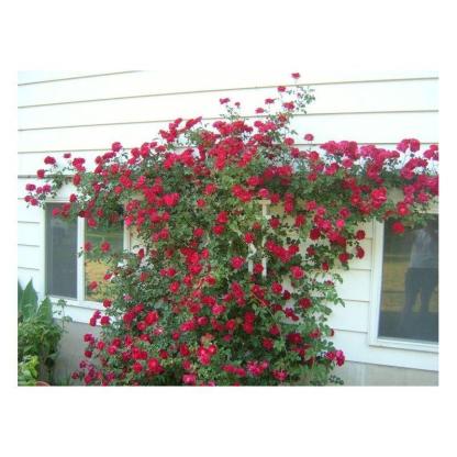 100pcs/Bag Climbing Rose Seeds