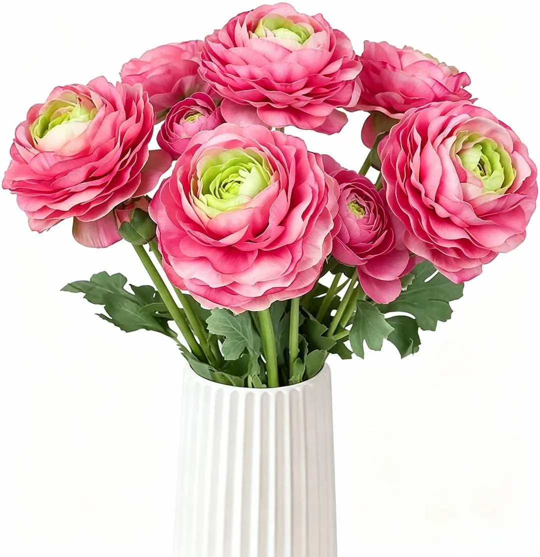 🌸An elegant sprite in the garden | Ranunculus
