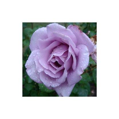 100pcs/Bag Climbing Rose Seeds
