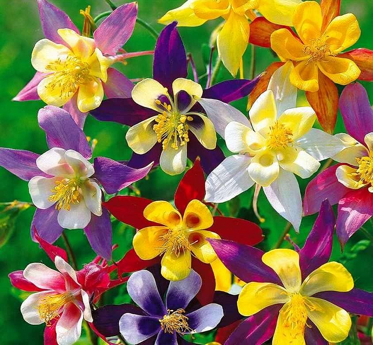 🌸Mixed Color Columbine Seeds