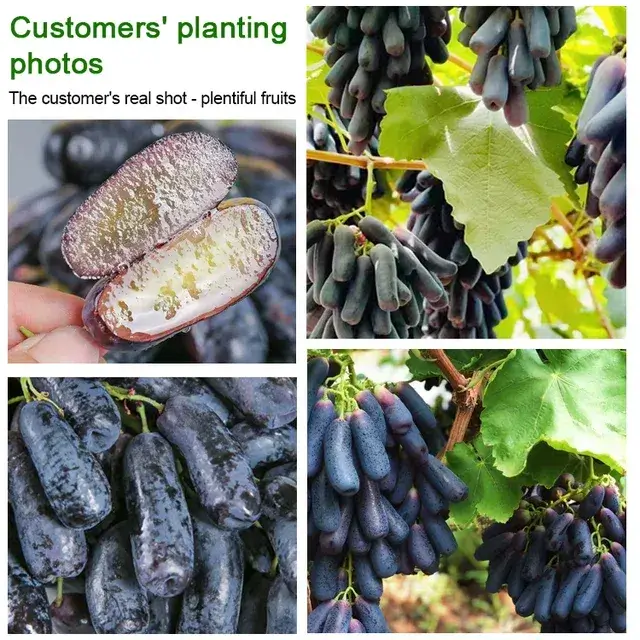🍇Sweet Sapphire Grape Seeds