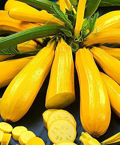 Golden Zucchini Seeds