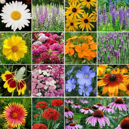 🌺Deer Resistant Wildflower Seed Mix🌈Heirloom Seeds