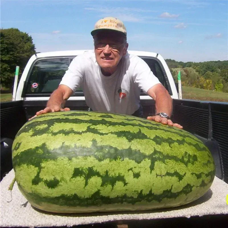 Giant Watermelon Seeds