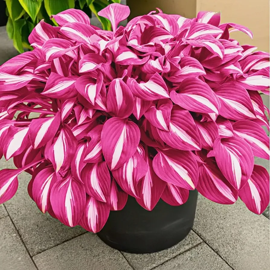 🪴Premium Hosta Seeds
