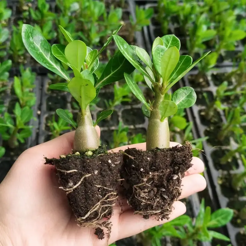 ✨Desert Rose Seeds🌹Heat Resistant✨