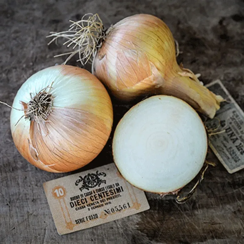 YELLOW OF PARMA ONION SEEDS